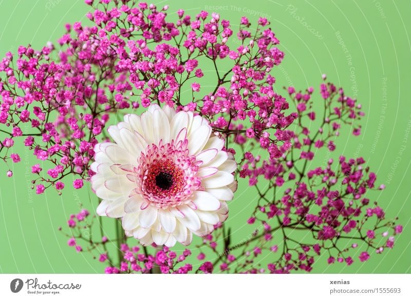 white-pink gerbera with rose veil in front of light green background Gerbera Flower Blossom Baby's-breath Green Pink White Bouquet Decoration Studio shot xenias