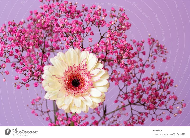 white gerbera with pink gypsophila against a violet background Gerbera Plant Flower Blossom Baby's-breath Gypsophila composite gypsum herb Violet Pink White