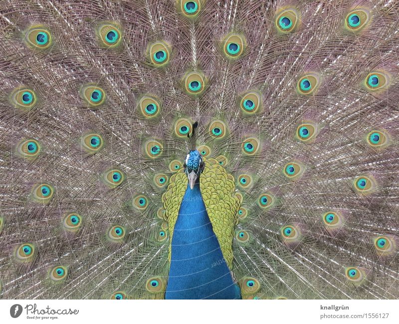 photogenic Animal Bird Peacock 1 Rutting season Beautiful Blue Green Peacock butterfly Peacock feather Colour photo Exterior shot Deserted