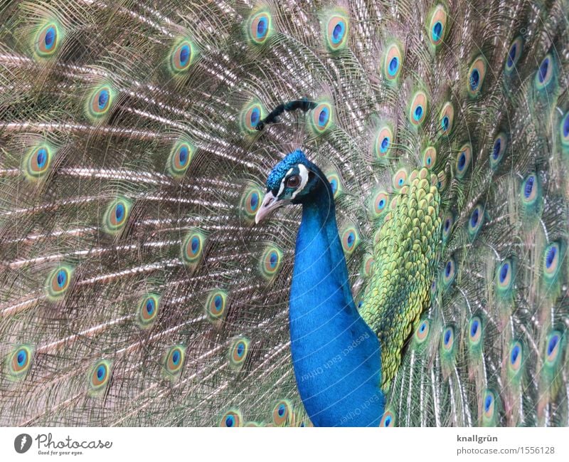 poser Animal Peacock 1 Rutting season Beautiful Blue Green Peacock feather Bird Colour photo Exterior shot Deserted