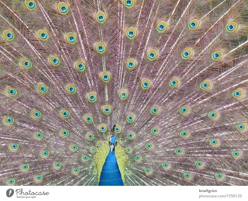 Ferris wheel Animal Bird Peacock 1 Rutting season Beautiful Peacock butterfly Peacock feather Colour photo Exterior shot Deserted