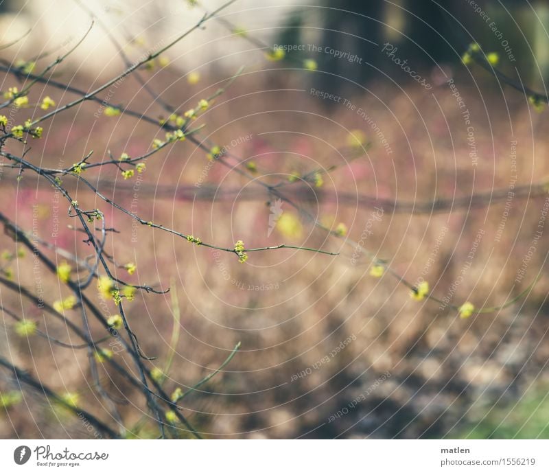 cornelian cherry Nature Plant Spring Tree Grass Bushes Park Deserted Blossoming Brown Yellow Green Pink Branch Twig Colour photo Subdued colour Exterior shot