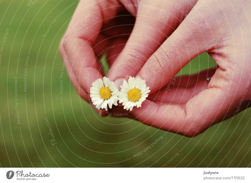 2 geese Daisy Summer Hand Emotions Yellow Green Pink Society Nature Flower Meadow Woman Together In pairs