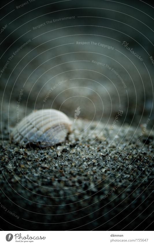 A day at the sea III Baltic Sea Beach Ocean Stone Hissing Waves Dark Ahrenshoop Mecklenburg-Western Pomerania Mussel