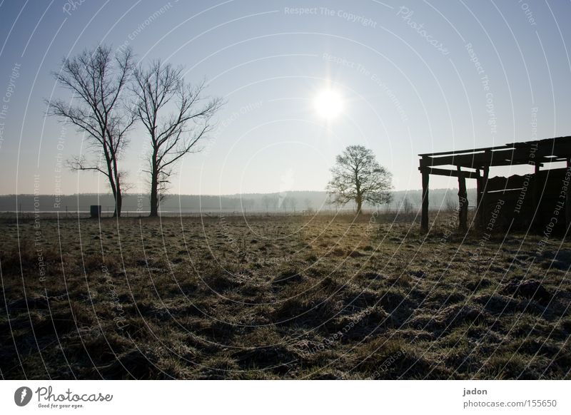 meadow Meadow Pasture Tree Hut Barn Sun Back-light Brandenburg Winter Dusk Derelict Field Transience bonanza Agriculture