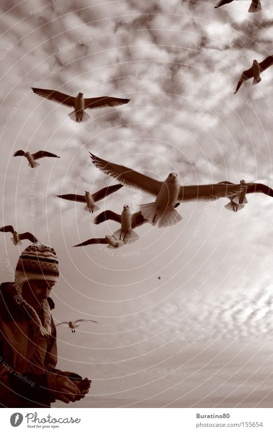 Attack of the seagulls Sky Free Winter Cold Seagull Human being Woman Gray Clouds Near Bird Snapshot