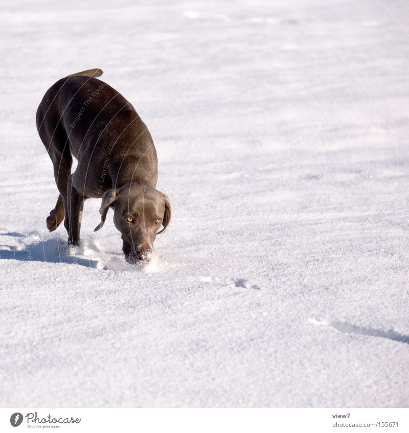 search dog Winter Snow Beautiful weather Animal Dog Movement Walking Running Elegant Leisure and hobbies Search Odor Weimaraner Snow layer Mammal Nose Hound