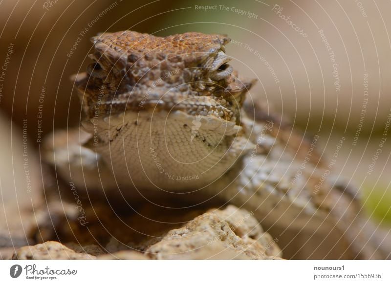 toad lizard Animal Desert Wild animal Animal face Scales Zoo 1 Lie Creepy Curiosity Thorny Warmth Brown Reptiles Saurians Shell Colour photo Interior shot