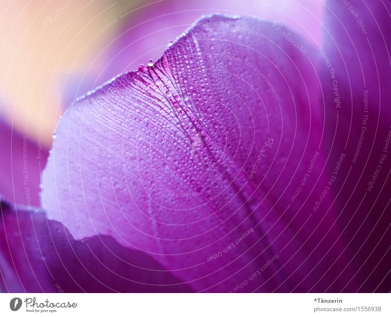 leaf Plant Drops of water Spring Flower Leaf Esthetic Natural Positive Beautiful Pink Colour photo Multicoloured Interior shot Macro (Extreme close-up) Deserted