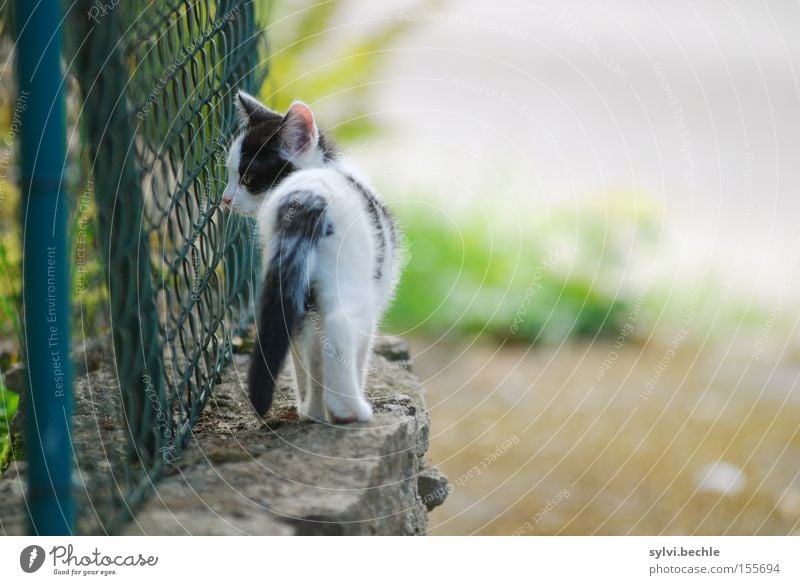 where the road leads me Freedom Wall (barrier) Wall (building) Lanes & trails Cat Rotate Going Fence Turnaround Mammal Right ahead Colour photo Multicoloured