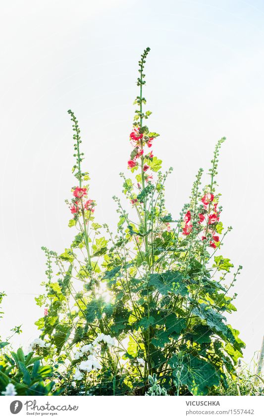 Mallow flowers in the garden Style Life Summer Garden Nature Plant Flower Leaf Blossom Park Pink Design Mallow plants Sky Colour photo Exterior shot Close-up