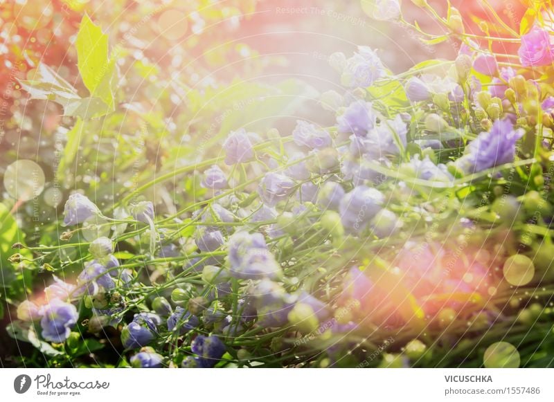 Flower bed in summer garden Style Design Summer Garden Environment Nature Plant Sunrise Sunset Sunlight Spring Autumn Beautiful weather Grass Leaf Blossom Park