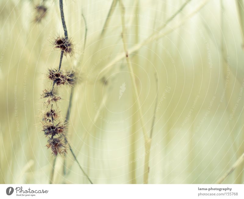 small invaders II Thorn Thorny Gooseberry Chestnut tree Branch Branchage Plant Bushes Fine Delicate Macro (Extreme close-up) Nature Anonymous Abstract Close-up