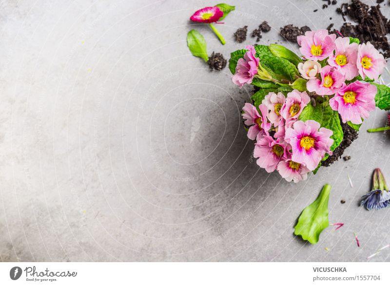 Beautiful primrose flowers for the garden Style Design Summer Garden Decoration Table Nature Plant Spring Flower Leaf Blossom Blossoming Pink Background picture