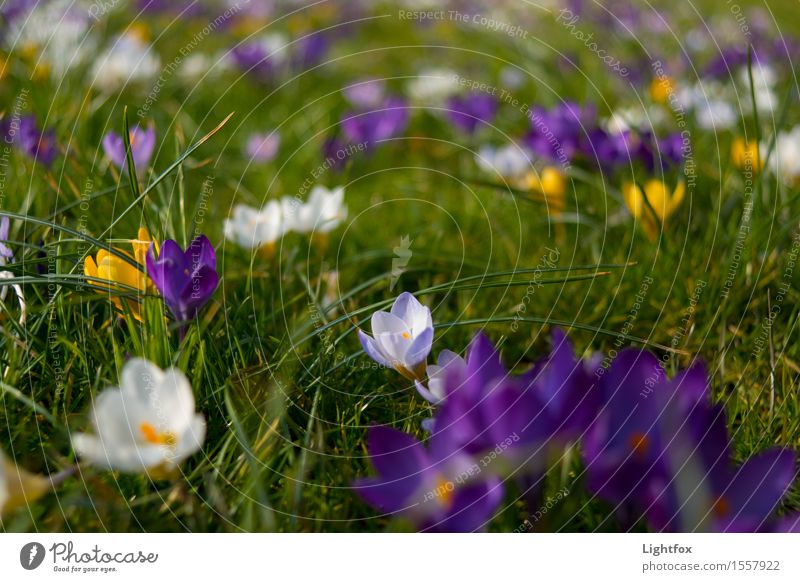 spring chicken Environment Nature Spring Plant Crocus Garden Park Blue Green White Moody Hope Belief Religion and faith Easter Easter egg nest