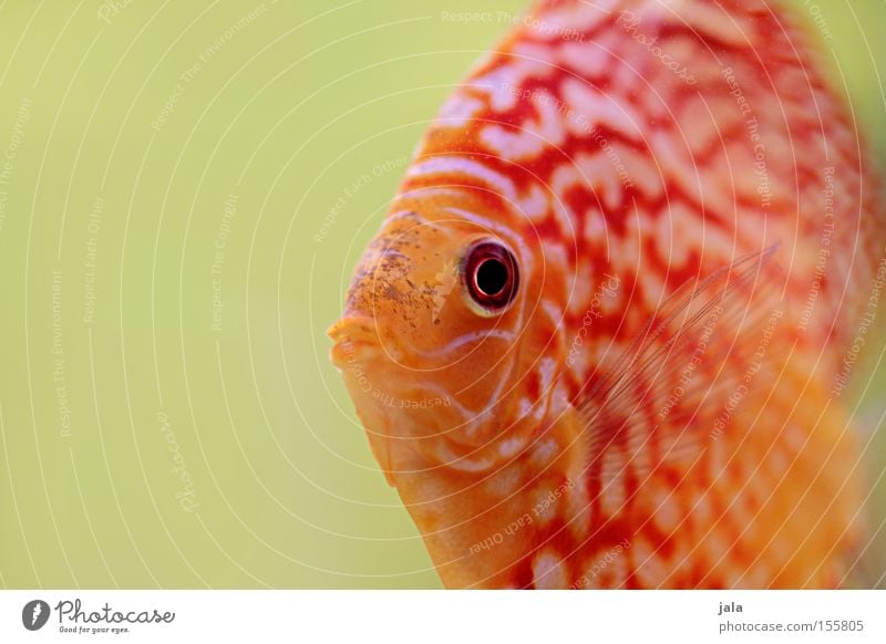 AQUARIUM EXPERIENCE #2 Perches Cichlids Discus fish Fish Ocean Aquarium Macro (Extreme close-up) Close-up Sea water Underwater photo Water Symphysodon discus