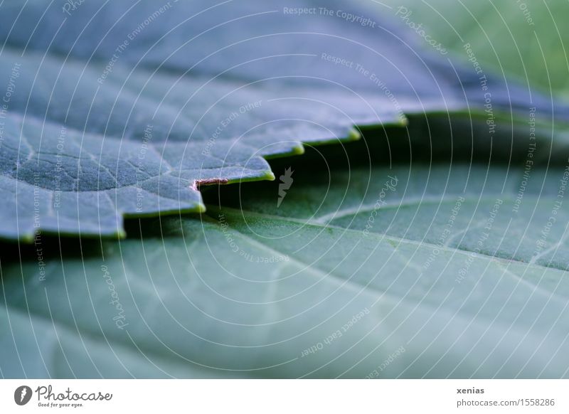 Macro photograph, teeth on the leaf of a hydrangea Leaf Rachis Line Nature Plant Bushes Foliage plant Hydrangea Brown Green Show your teeth Detail