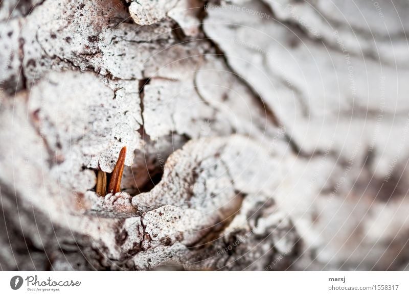 Easter bunny? Nature Tree Tree bark Fir needle spruce needle Wood Point Thin Authentic Simple Small Natural Loneliness Hide Hiding place Agitated Colour photo