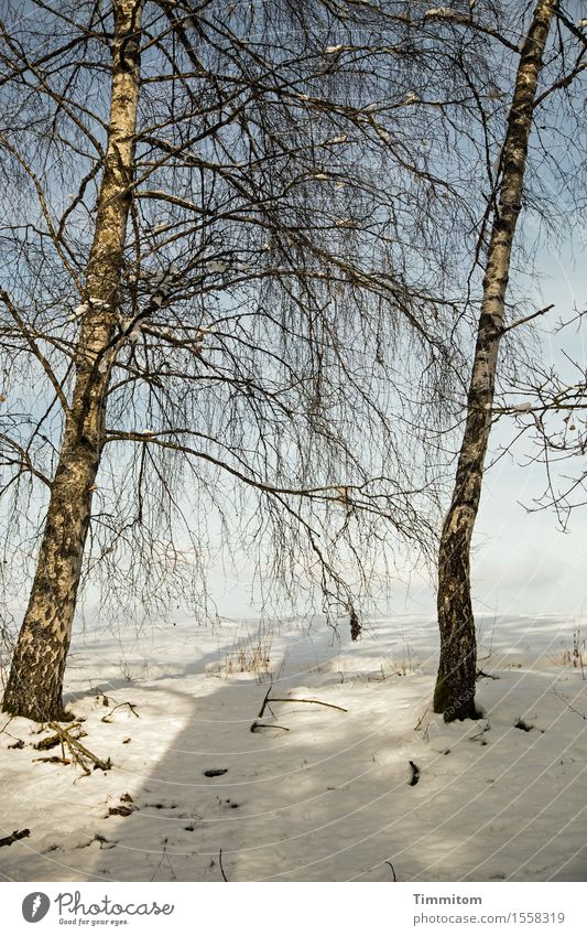 Soon again... Environment Nature Plant Sky Winter Bad weather Tree Birch tree Field Esthetic Natural Relaxation Snowscape Shadow Sun Colour photo Exterior shot