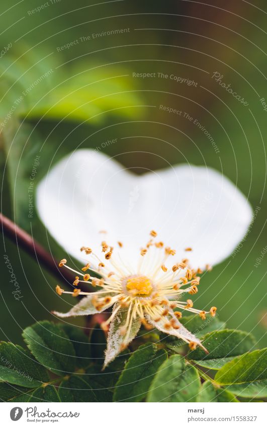 my darling Nature Plant Blossom Heart-shaped Blossoming Faded Authentic Sadness Concern Loneliness End Colour photo Subdued colour Exterior shot Close-up