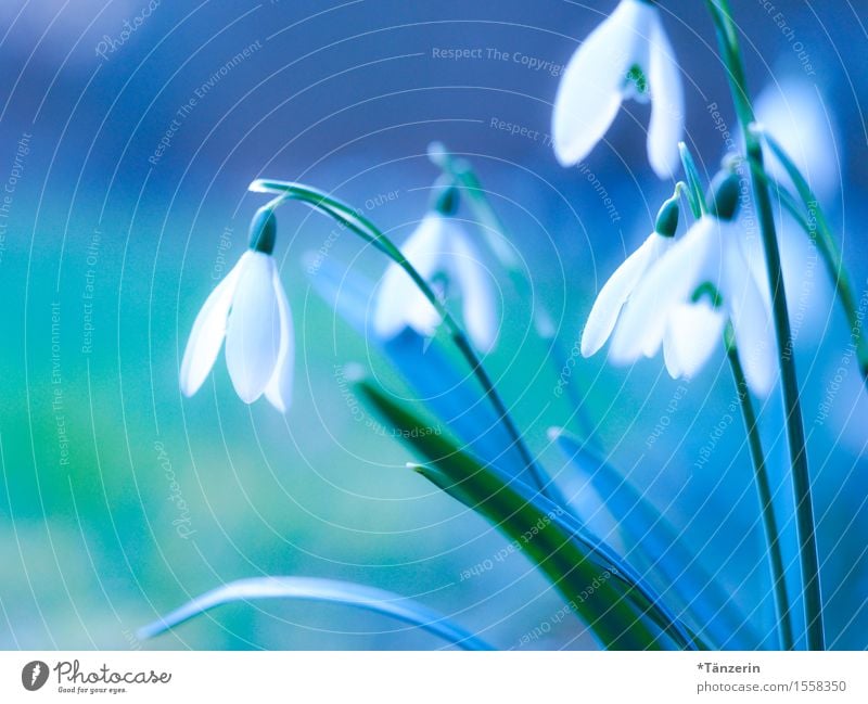 spring! Nature Plant Spring Beautiful weather Blossom Snowdrop Happiness Fresh Natural Positive Blue Green White Colour photo Multicoloured Exterior shot