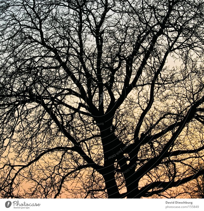 branch network Branch Tree Sunset Evening Sky Colour Dye Tree trunk Shadow Network Orange Blue Winter