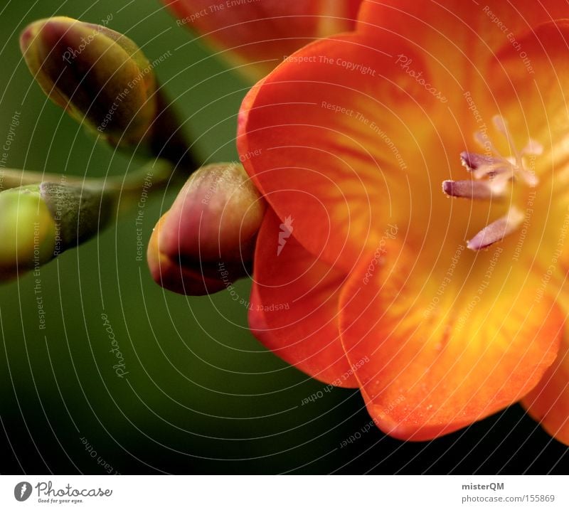 Spring scent. Blossom Fragrance Blossoming Structures and shapes Colour Dye Green Red Bud Leaf bud Nature Plant Detail Close-up Section of image Blossom leave