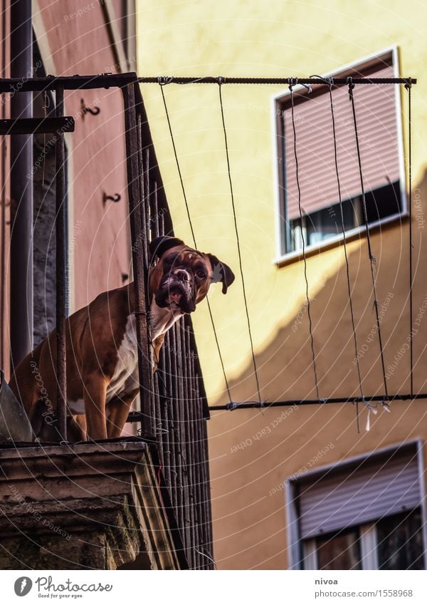 boxers on balconies I Vacation & Travel Tourism Trip Beautiful weather Village Fishing village Small Town House (Residential Structure) Manmade structures