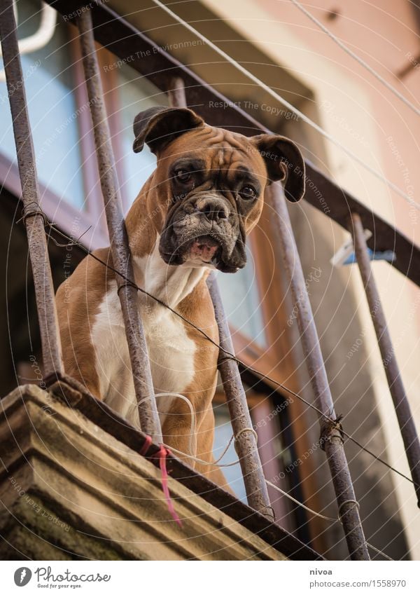 boxer on balconies II Vacation & Travel Tourism Beautiful weather House (Residential Structure) Manmade structures Building Wall (barrier) Wall (building)