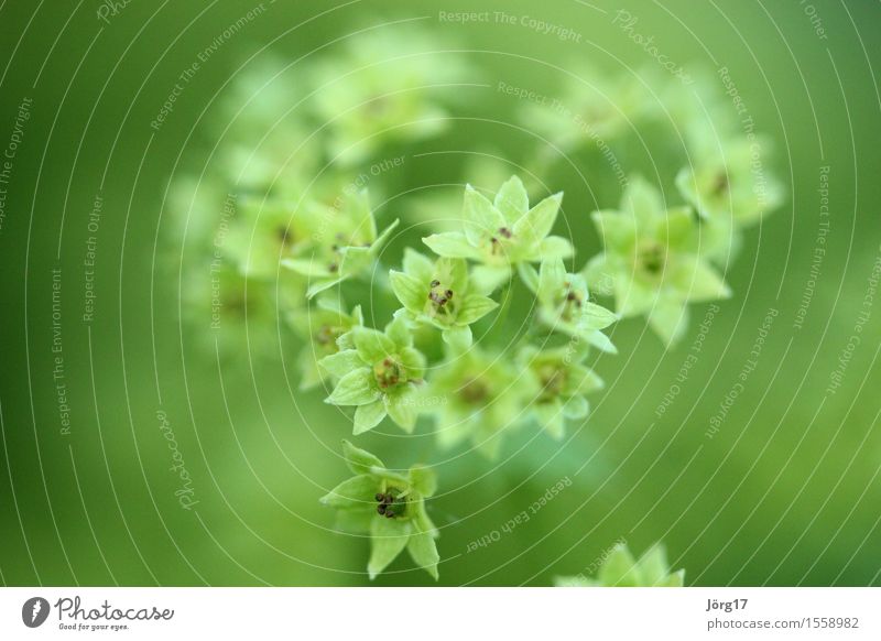 flower heart Environment Nature Plant Flower Wild plant Meadow Colour photo Close-up Macro (Extreme close-up) Day Shallow depth of field Front view