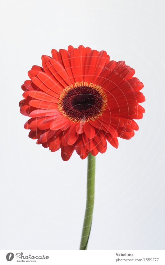 gerbera Plant Flower Blossom Pot plant Green Orange Red White Colour photo Studio shot Close-up Macro (Extreme close-up) Deserted Copy Space left