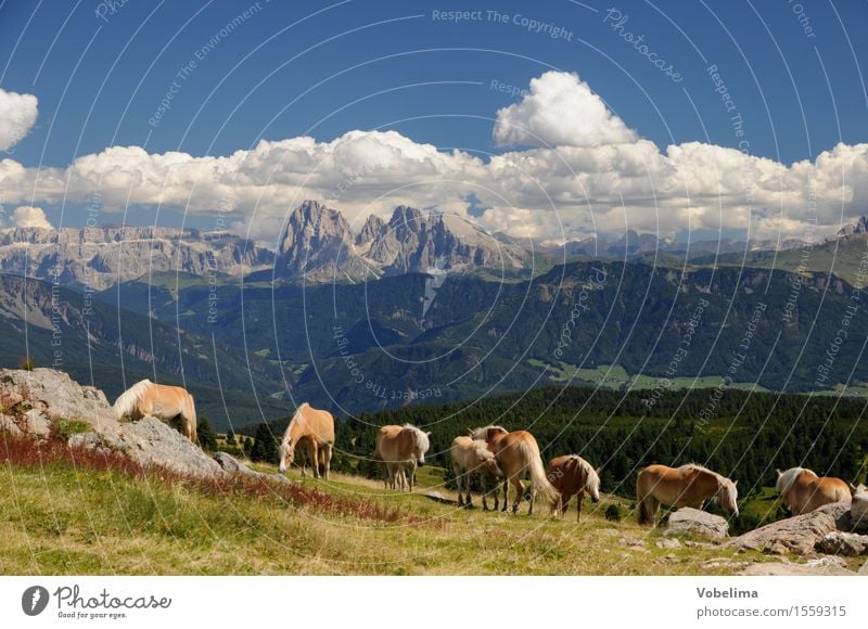 Haflinger on the Villanderer Alm Summer Summer vacation Mountain Nature Landscape Sky Clouds Beautiful weather Alps Peak Animal Farm animal Horse