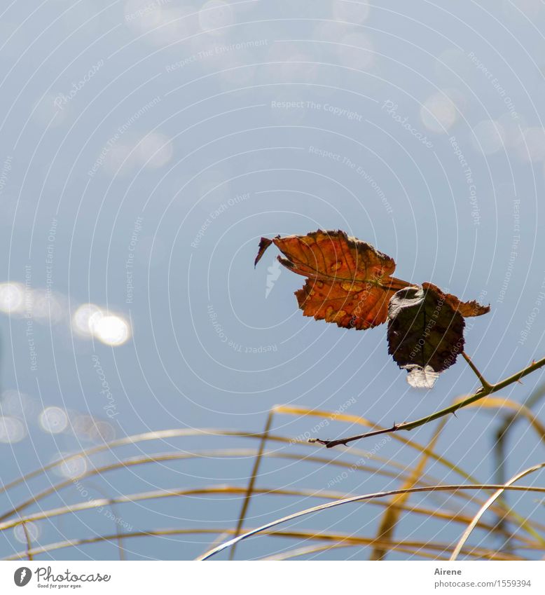 November greeting Plant Elements Water Autumn Beautiful weather Grass Leaf Autumn leaves Common Reed Twig Lakeside River bank Pond Glittering Old Friendliness