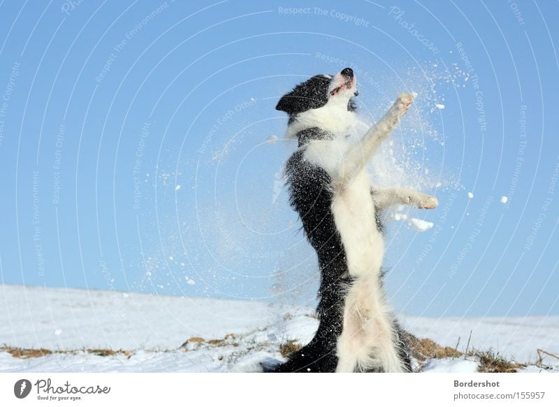 nabbed Dog Snow Jump Blue sky White Black Joy Action Exterior shot Winter Dance Hill Mammal border collie