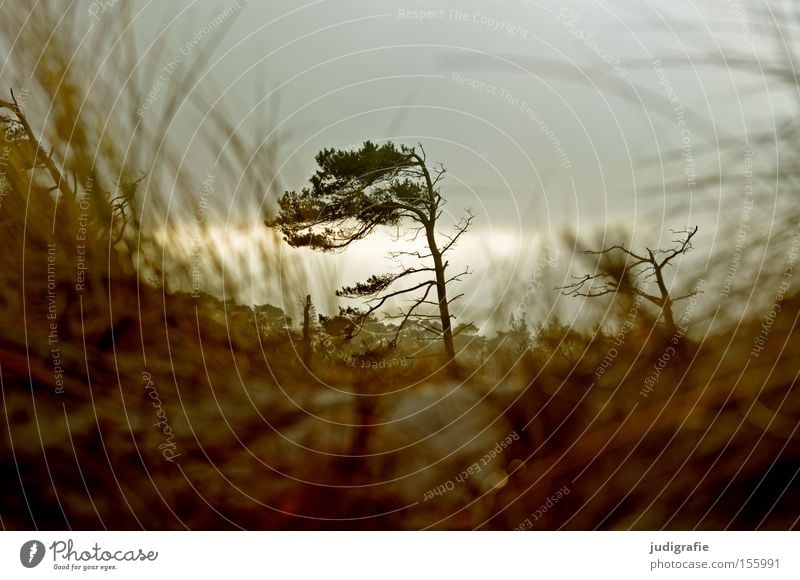 western beach Western Beach Tree Wind cripple Coast Darss Baltic Sea Fischland Sky Gray Gloomy Grass Beach dune Winter Nature Environment Colour