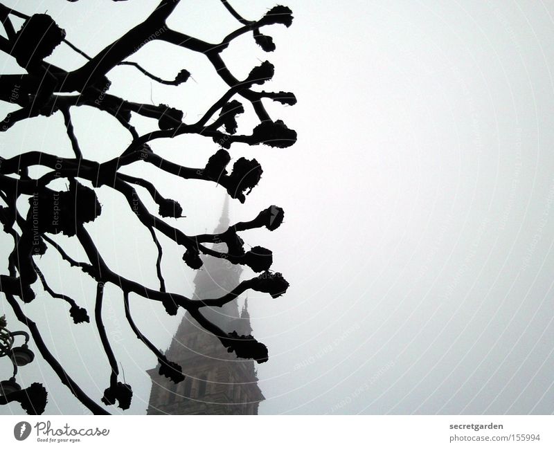 tree architecture Tree Fog Winter Cold Dark City hall Building Mystic Cut Black & white photo Fear Panic knobbel Religion and faith Eerie Creepy Art Hide