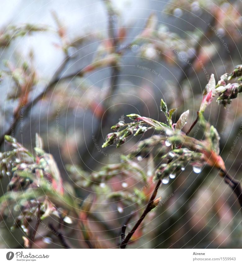 I dribbled Plant Elements Water Drops of water Spring Bad weather Rain Bushes Leaf Bud Garden Esthetic Glittering Wet Blue Multicoloured Green Red Colour photo