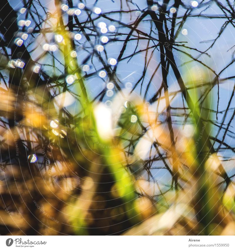 light bubbler Nature Elements Water Cloudless sky Sunlight Beautiful weather Common Reed Twigs and branches Lakeside Pond Glittering Bright Wet Natural Positive