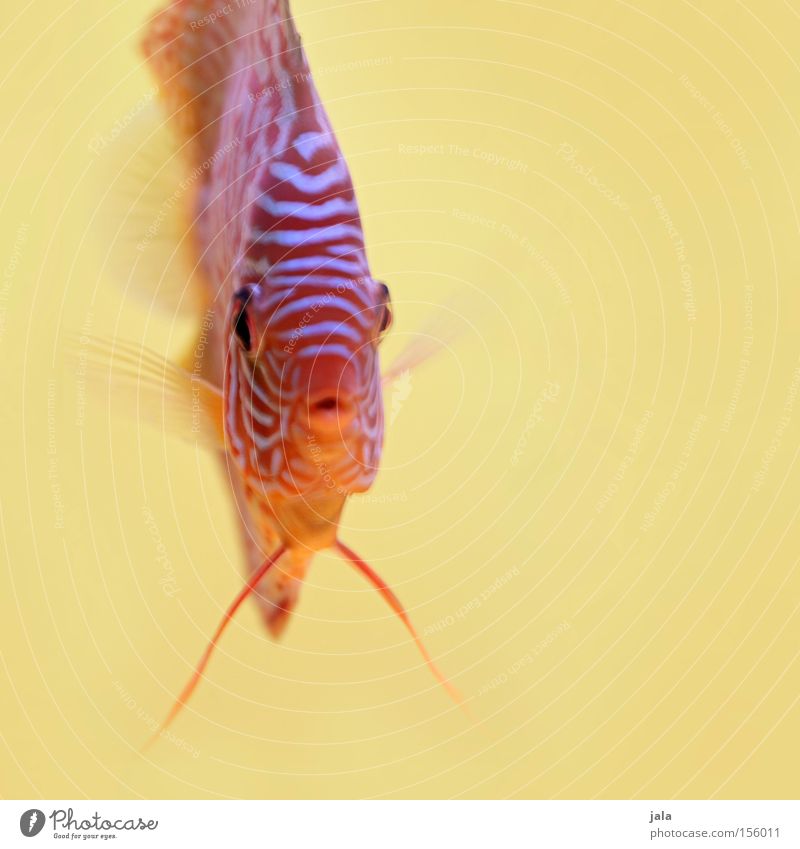 AQUARIUM EXPERIENCE #4 Perches Cichlids Discus fish Fish Ocean Aquarium Macro (Extreme close-up) Close-up Sea water Underwater photo Yellow Multicoloured Water