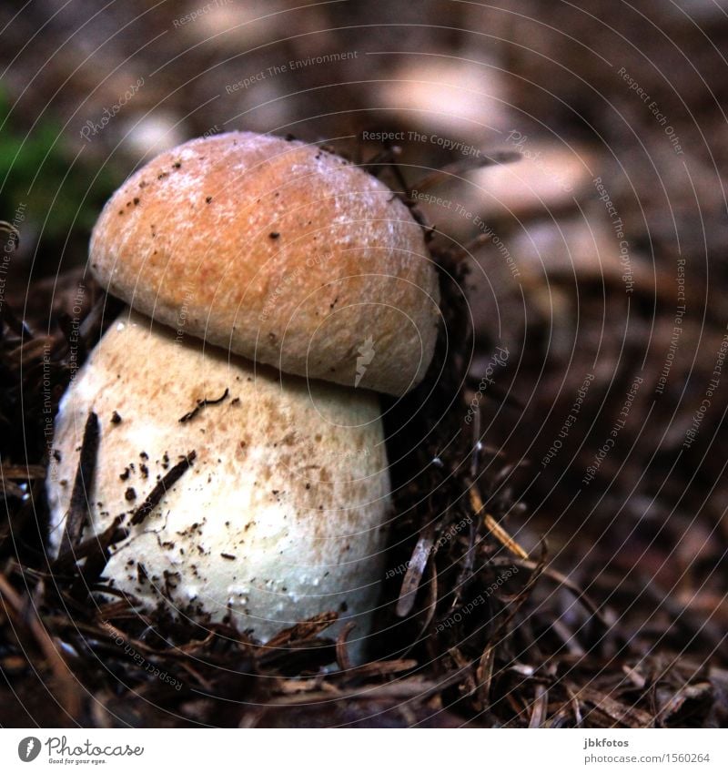 () Environment Nature Animal Earth Forest Fat Boletus Round Food Collection Woodground Clearing Delicious Colour photo Exterior shot Shadow Silhouette