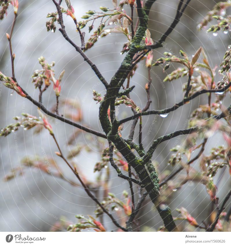 IV dribbles Plant Elements Water Drops of water Spring Bad weather Rain Bushes Bud Twigs and branches rock pear Garden Wet Brown Gray Pink Beginning