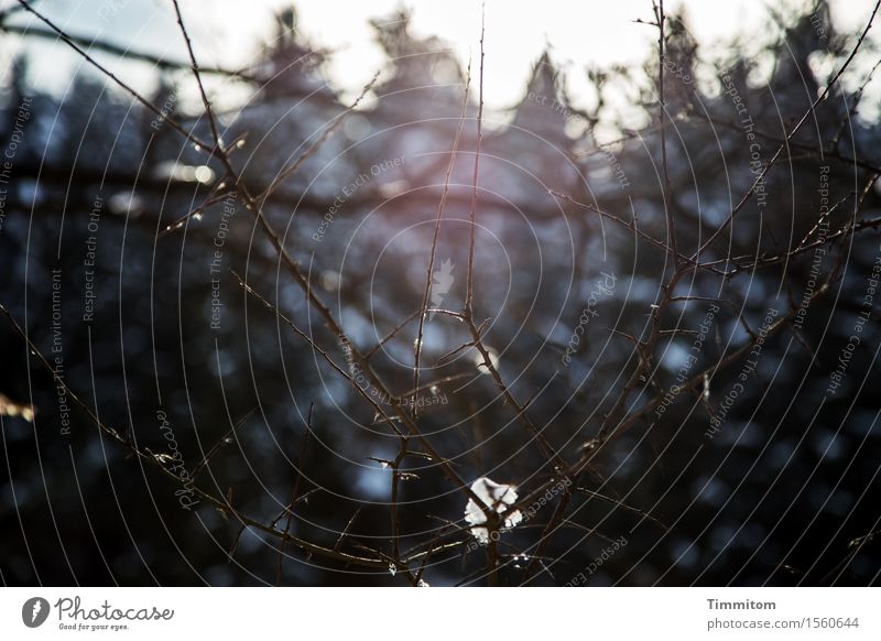 Time to go. Environment Nature Plant Winter Snow Forest Illuminate Dark Apocalyptic sentiment Branch Bleak Light Shadow Grief Colour photo Exterior shot Day