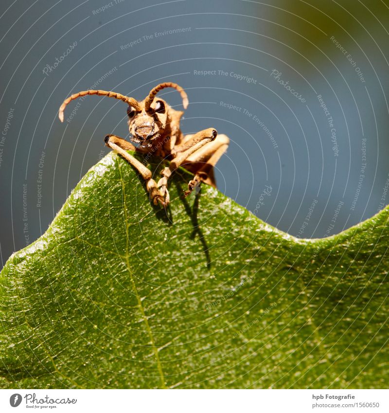 unknown beetle Nature Animal Summer Beautiful weather Garden Park Meadow Forest Wild animal Beetle Animal face 1 Observe Think To talk Discover Looking Wait