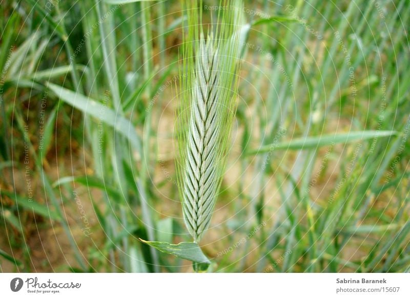 wheat Green Individual on the field waxing