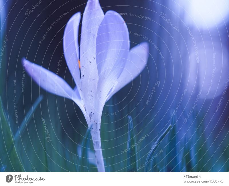 spring awakening Nature Spring Beautiful weather Plant Flower Blossom Crocus Garden Esthetic Fresh Natural Blue White Blur Colour photo Multicoloured