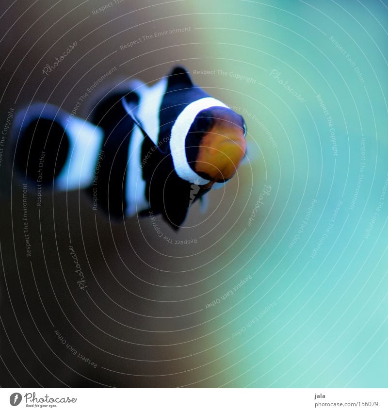 AQUARIUM EXPERIENCE #7 Clown fish Black Orange Anemone Fishes Ocean Aquarium Turquoise Close-up Sea water Underwater photo Water amphiprion ocellaris