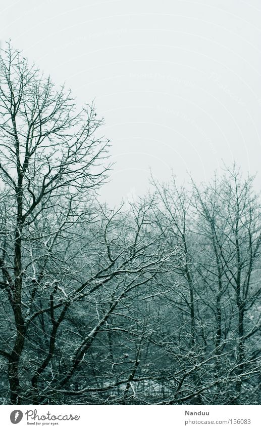 grey Gray Weather Winter December January Frost Cold Ice Hoar frost Tree Branch Sky Gloomy Unicoloured Nature Transience Snow