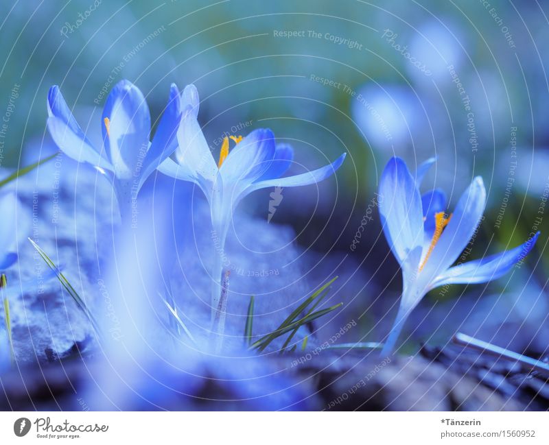 let the sun shine! Nature Plant Spring Blossom Crocus Garden Esthetic Friendliness Happiness Fresh Positive Beautiful Blue Joy Colour photo Exterior shot