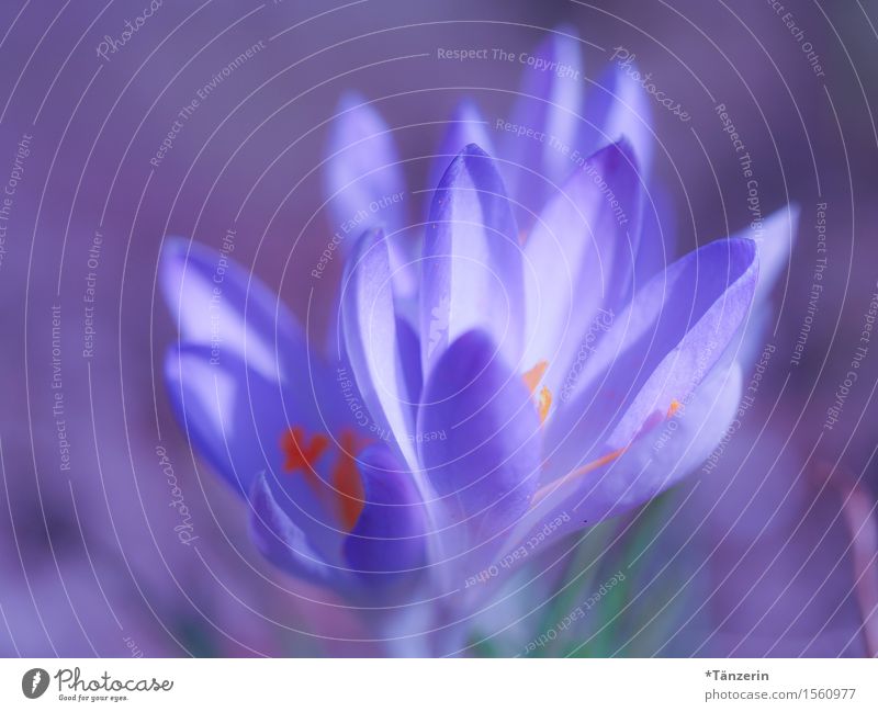 let the sun shine! Nature Plant Spring Beautiful weather Flower Blossom Crocus Esthetic Happiness Fresh Natural Blue Violet Colour photo Multicoloured