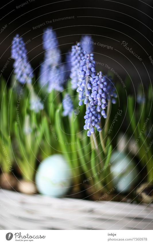 hyacinths Lifestyle Decoration Easter Spring Flower Blossom Muscari Spring flower Flower arrangement Bouquet Easter egg Easter decoration Blossoming Beautiful